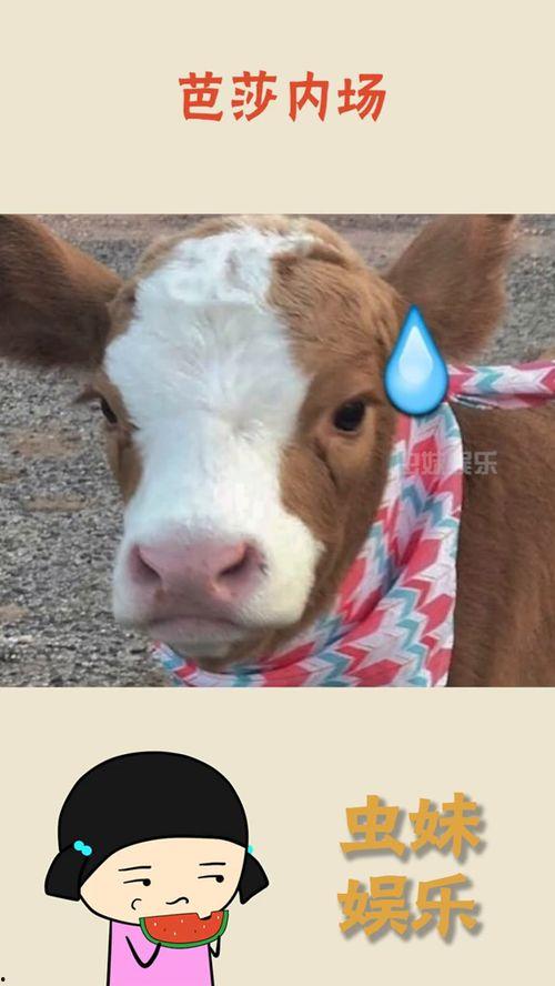 娱乐吃瓜酱老鼠